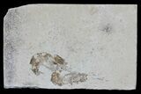 Two Cretaceous Fossil Shrimp - Lebanon #61563-1
